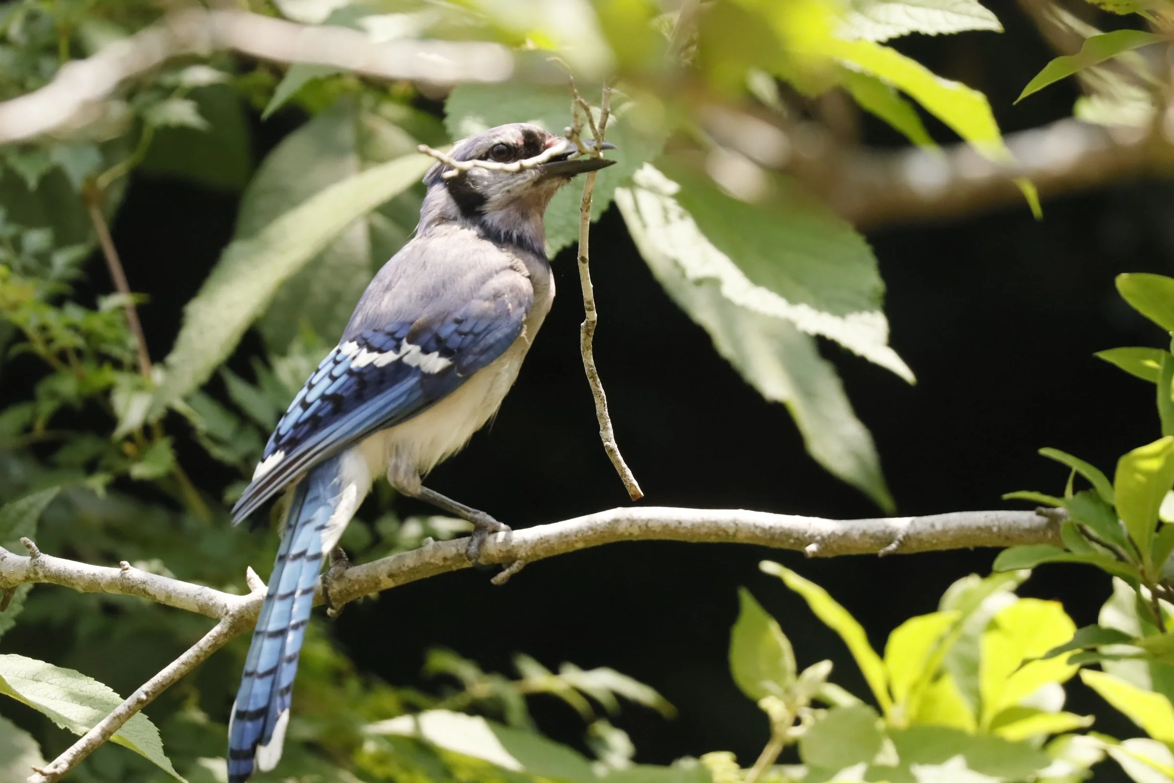 A bluebird perched on a branch holding a caterpillar in its beak, surrounded by green leaves.