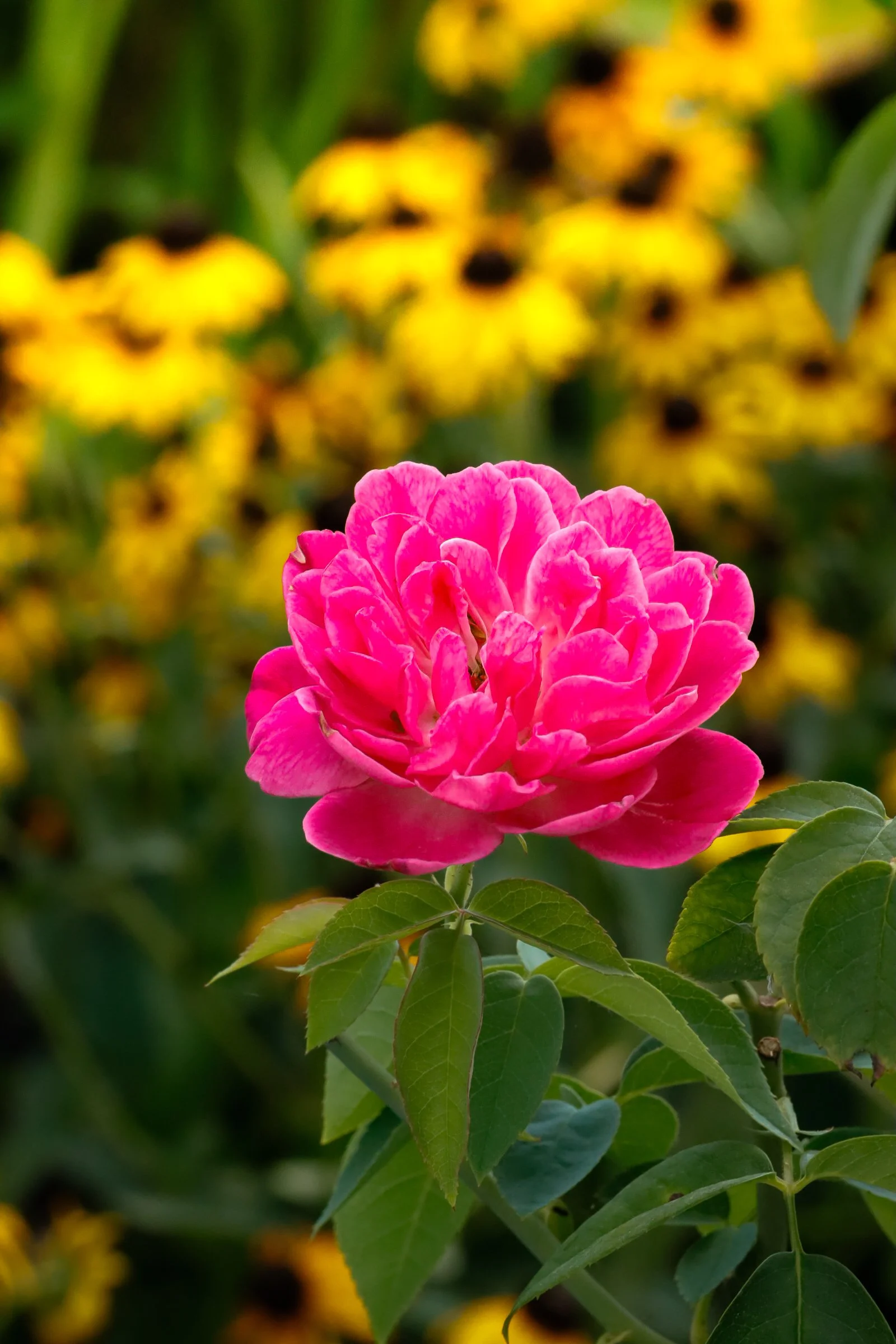 Close-up of a pink rose in bloom with yellow flowers in the blurred background.