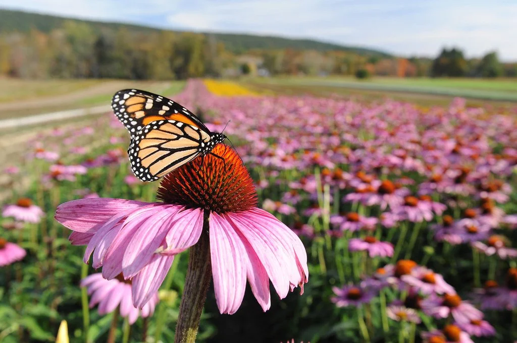 Butterfly.Massachusetts Office of Tourism.jpg
