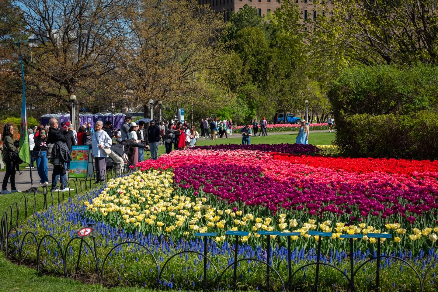 Tulip Festival 051025-1009 (1).jpg