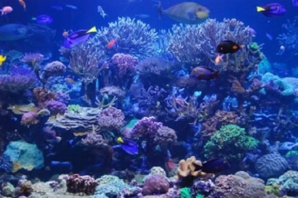 Long Island Acquarium.webp