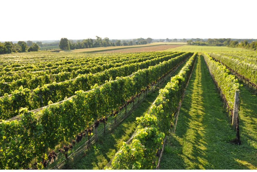 wineries.Discover Long Island.png