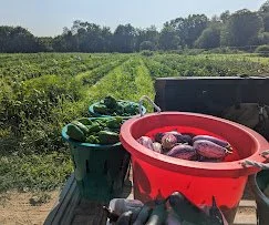 Farmer Tim.field.jpg