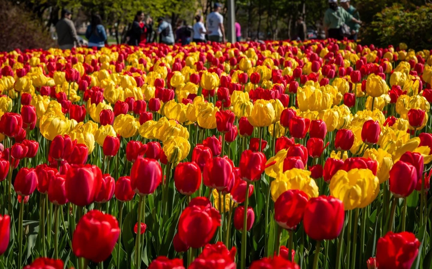 Tulip Festival 051025-1024 (1).jpg