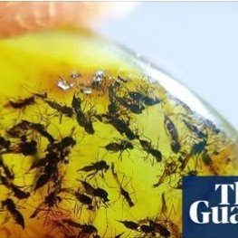 Do you have a passion for taxonomy? 
Lifelong Learning with #candokiwis 
Interesting fact. &lsquo;I love midges because I know what their hearts look like&rsquo;: is the passion for taxonomy in danger of dying out? Insect taxonomist Art Borkent has d