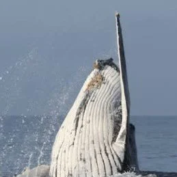 Do you have a passion for whales? 
Lifelong Learning with #candokiwis 
Interesting fact. Fifty years after New Zealand stopped whaling, humpback population showing signs of recovery. More than half a century after the last whale was caught and killed