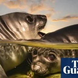 Do you have a passion for photography? 
Lifelong Learning with #candokiwis 
Interesting fact. Seals, shipwrecks and a screaming swallower: Underwater Photographer of the Year 2026 &ndash; in pictures. The annual competition draws thousands of entries