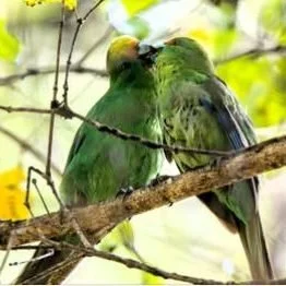 Do you have a passion for conservation?
Positive news with #candokiwis 
Kākāriki karaka eggs flown from Nelson sanctuary to Christchurch to boost species recovery. Eggs from the country's rarest parakeet, the kākāriki karaka, have been retrieved from