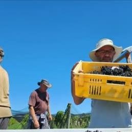 Do you have a passion for harvest time? 
Lifelong Learning with #candokiwis 
Interesting fact. Country Life: Pick and be merry - harvest time under a big sky. Harvest time at Big Sky Wines begins or ends with friends and neighbours in the vineyard he