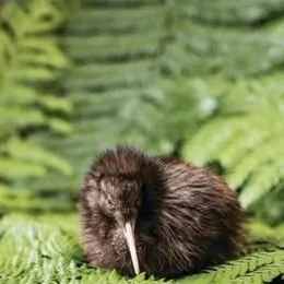 Do you have a passion for Kiwi?
Positive news with #candokiwis 
Our Changing World: How to grow a kiwi. A little bit of eggshell still clings to the slick feathers of the newly hatched brown kiwi chick. Only a few hours old, it is already able to cro