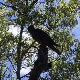 Do you have a passion for Kārearea NZ falcon?
Positive news with #candokiwis 
Kārearea NZ falcon breeding in Auckland's Hūnua Ranges. Native bush falcons are breeding at Auckland's Hūnua Ranges after years of uncertainty about the species' future. It