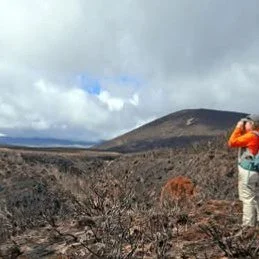 Do you have a passion for native plants?
Positive news with #candokiwis 
Native speargrass survives Tongariro inferno virtually unscathed, report reveals. A Department of Conservation (DOC) ecological report reveals that native plants are making a co
