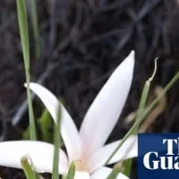 Do you have a passion for plants? 
Lifelong Learning with #candokiwis 
Interesting fact. Plantwatch: the Natal crocus co-opts fire, bees and ants to reproduce. Perhaps the biggest surprise is that it tricks ants into moving its seeds with a scent tha