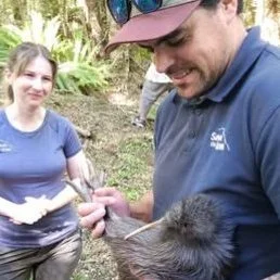Do you have a passion for Kiwi?
Positive news with #candokiwis 
Kiwi come home: Taonga return to ancestral forest after 30-year effort. In the cool, green cathedral of native forest within the Ruapehu district's Karioi Rāhui, the call of the kiwi is 