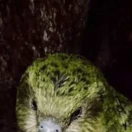 Do you have a passion for kākāpō ?

Positive news with #candokiwis 

Over 100 kākāpō chicks hatch in record-breaking breeding season. Kākāpō are one of the rarest birds in New Zealand, with an adult population of just 235 individuals. Adam is crouche
