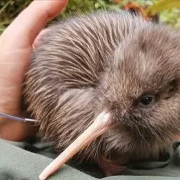 Do you have a passion for kiwi?
Positive news with #candokiwis 
Rowi kiwi returned to South Westland. Seventeen Okarito rowi kiwi have been brought home after rearing on a predator-free island off the North Island. At a West Coast Tai Poutini Conserv