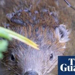 Do you have a passion for the environment? 
Lifelong Learning with #candokiwis 
Interesting fact. Beavers &lsquo;breathe new life&rsquo; into Dorset as dams built and biodiversity returns. National Trust says one year after reintroduction they are en