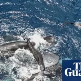 Do you have a passion for the environment? 
Lifelong Learning with #candokiwis 
Interesting fact. Scientists film whale giving birth while other whales work together to help her. Female named Rounder surrounded by family members when about to give bi