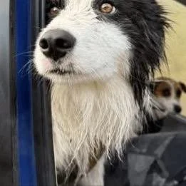 Do you have a passion for dogs?
Positive news with #candokiwis 
Border collie found one week after owner falls down waterfall in alpine backcountry. A dog has been found alive following an extraordinary helicopter search and rescue mission. The rescu