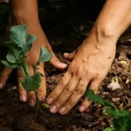 Do you have a passion for growing food? 
Lifelong Learning with #candokiwis 
Interesting fact. How to start growing your own food (even if you have no space or spare cash). Think you don't have the time or space to grow anything? Wellington gardener 