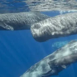 Do you have a passion for whales? 
Lifelong Learning with #candokiwis 
Interesting fact. 'Moby Dick' whales captured headbutting on video for first time. For centuries ship captains have written accounts about how some of the world's largest animals 