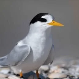 Do you have a passion for native birds?
Positive news with #candokiwis 
New Zealand's rarest endemic bird - fairy tern - has boost in numbers. The black-headed tara iti/fairy tern - has had a boost in numbers, according to the Department of Conservat