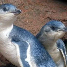 Do you have a passion for penguins?
Positive news with #candokiwis 
Nearly 1000 chicks fledged at Oamaru's blue penguin colony. It's been a bumper season for little blue penguins with nearly 1000 chicks fledged at Oamaru's blue penguin colony. That's