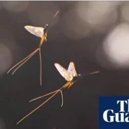 Do you have a passion for Mayflies? 
Lifelong Learning with #candokiwis 
Interesting fact. Older than the dinosaurs: scientists finally unlock secret of the mayfly&rsquo;s dance. The bizarre vertical flight pattern has long puzzled experts but new re