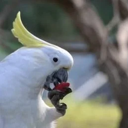Do you have a passion for parrots? 
Lifelong Learning with #candokiwis 
Interesting fact. Wild parrots copy their friends when deciding whether to try new foods, study finds. Human children often copy their friends' preferences for toys or clothes, w