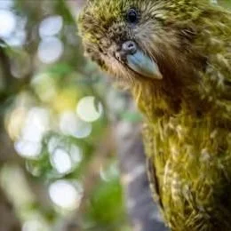 Do you have a passion for kākāpō?
Positive news with #candokiwis 
A clifftop rescue adds to kākāpō chick numbers. Days of tunnelling, an uncertain outcome, a welcome find - it has been high drama on Te Kākahu / Chalky Island as the 2026 kākāpō breedi