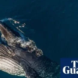 Do you have a passion for whales? 
Lifelong Learning with #candokiwis 
Interesting fact. Pirouetting and gaping: mysterious whale behaviour documented as humpback migration begins. With the help of citizen scientists, researchers studying rare humpba