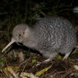 Do you have a passion for Kiwi?
Positive news with #candokiwis 
Ten little spotted kiwi transferred from Zealandia to Hawke's Bay. Ten little spotted kiwi are being taken to Hawke's Bay tonight from the Zealandia sanctuary in Wellington. They will be