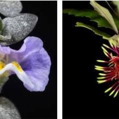 Do you have a passion for NZ Flowers?
Positive news with #candokiwis 
Book showing New Zealand's flowers in 3D wins Ockham award. The winning book showcases Aotearoa's native blooms in stereo-vision. New Zealand&rsquo;s flowers are often described as