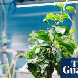 Do you have a passion for apples? 
Lifelong Learning with #candokiwis 
Interesting fact. Roots of resilience: the experts working to bolster apples against the climate crisis. Scientists are focusing on improving apples&rsquo; resilience after stress