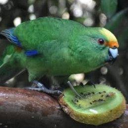 Do you have a passion for native birds?
Positive news with #candokiwis 
Kākāriki karaka parents produce 55 chicks in breeding programme. They've only been together since 2024, but Kākāriki karaka orange fronted parakeet parents Nacho and Trixie have 