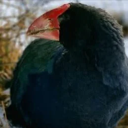 Do you have a passion for native birds?
Positive news with #candokiwis 
Takahē return to part of Golden Bay after predator-proof fence completed. Takahē have been returned to the northern end of the South Island's Golden Bay after the completion of a