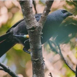 Do you have a passion for native birds?

Positive news with #candokiwis 

Kōkako hit record numbers in Hūnua Ranges after baby boom in the bush. Kōkako have hit record numbers in the Hūnua Ranges after a baby boom in the bush. Auckland council's late