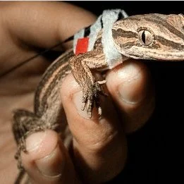 Do you have a passion for the environment?
Positive news with #candokiwis 
Researchers use tiny radio backpacks to track elusive gecko species. Researchers are using tiny backpacks to keep track of New Zealand's most elusive gecko species. The northe