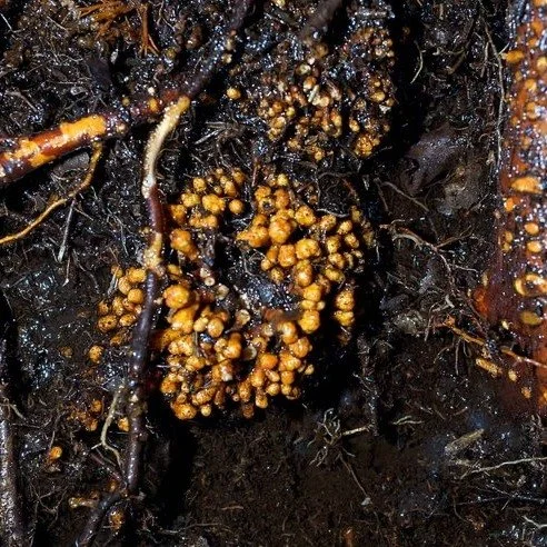 Do you have a passion for science &amp; nature? 
Lifelong Learning with #candokiwis 
Interesting fact. Subterranean fungi networks more than 100 quadrillion km in length, study finds. First ever global mapping of arbuscular mycorrhizal fungi shows sc