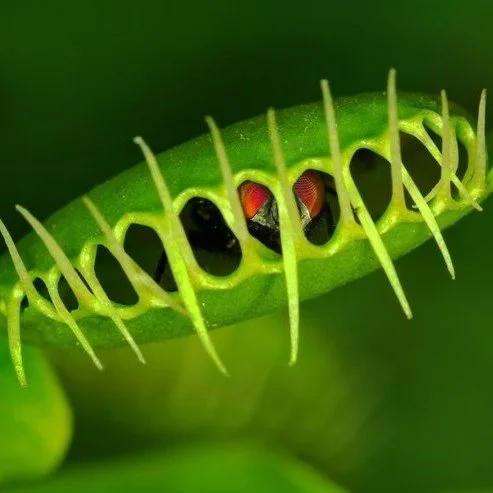 Do you have a passion for science &amp; nature? 
Lifelong Learning with #candokiwis 
Interesting fact. Scientists reveal surprising mechanism behind Venus flytrap&rsquo;s rapid snap. Intricate tests show hair-trigger detection causes cells on outer s