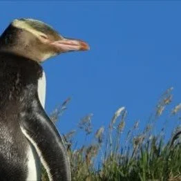 Do you have a passion for hoiho penguins?
Positive news with #candokiwis 
Farmland effective nesting habitat for endangered hoiho penguins, new research finds. Farmland has been found to be an effective nesting habitat for endangered yellow-eyed peng