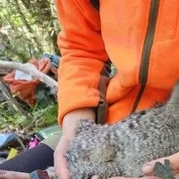 Do you have a passion for Kiwi?
Positive news with #candokiwis 
DOC makes progress with rare kiwi on the West Coast. The Department of Conservation says it is making progress with securing rare kiwi populations on the West Coast, with the return of 1