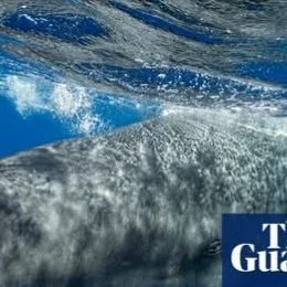 Do you have a passion for science? 
Lifelong Learning with #candokiwis 
Interesting fact. Sperm whales change &lsquo;vowel&rsquo; sounds when boats are nearby, scientists discover. Researchers listening off the Caribbean island of Dominica found vari