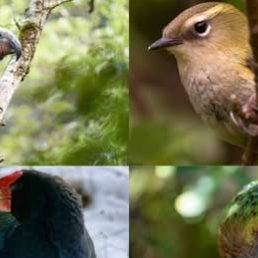 Do you have a passion for NZ Birds?
Positive news with #candokiwis 
Forest &amp; Bird announces election dates for 2026 Bird of the Year. Election year is on not just for the country's politicians, but also for Aotearoa's manu. Forest &amp; Bird have