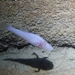 Do you have a passion for fish? 
Lifelong Learning with #candokiwis 
Interesting fact. Scientists believe newly discovered demon cavefish may be among the rarest fish in the world. Bobcat Cave near Huntsville is home to the endangered Alabama cave sh