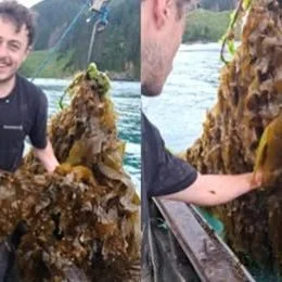 Do you have a passion for seaweed?
Positive news with #candokiwis 
Getting commercial with seaweed farms in Rakiura/Stewart Island. Rakiura/Stewart Island fisherman Zane Smith has deployed New Zealand&rsquo;s first commercial seaweed farm using a spe