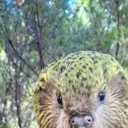 Do you have a passion for native birds?
Positive news with #candokiwis 
Kākāpō Population Soars to 325. The 2026 kākāpō breeding season, the biggest on record, has come to an end with a bumper number of kākāpō chicks produced. The youngest chick has 
