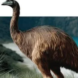 Do you have a passion for science? 
Lifelong Learning with #candokiwis 
Interesting fact. Can we de-extinct the moa and more importantly, should we? Colossal Biosciences calls itself an advanced genetics company that's developing the science that wil