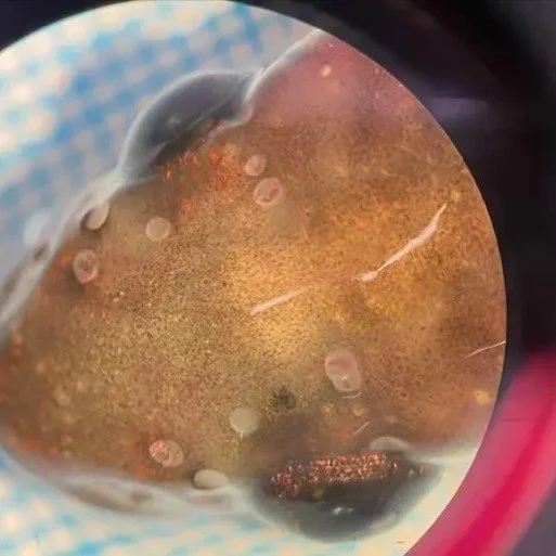 Do you have a passion for the environment?

Positive news with #candokiwis 

'Pretty cool' fish with see-through head discovered in Fiordland. An University of Otago researcher has landed what could be a significant scientific catch. Using a two-kilo