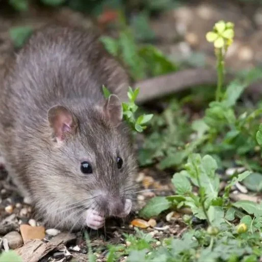 Do you have a passion for the environment?

Positive news with #candokiwis 

Kahurangi National Park predator control programme hailed as success. A conservation group has completed a successful predator control operation in the Kahurangi National Pa